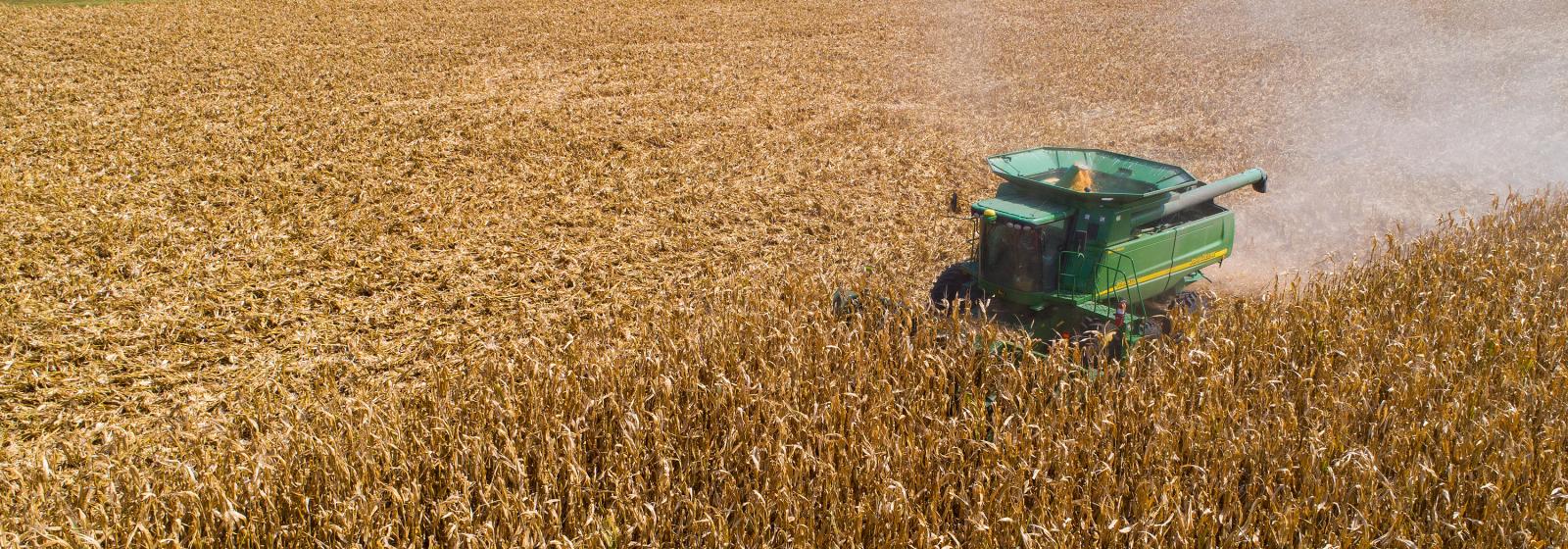 harvesting corn