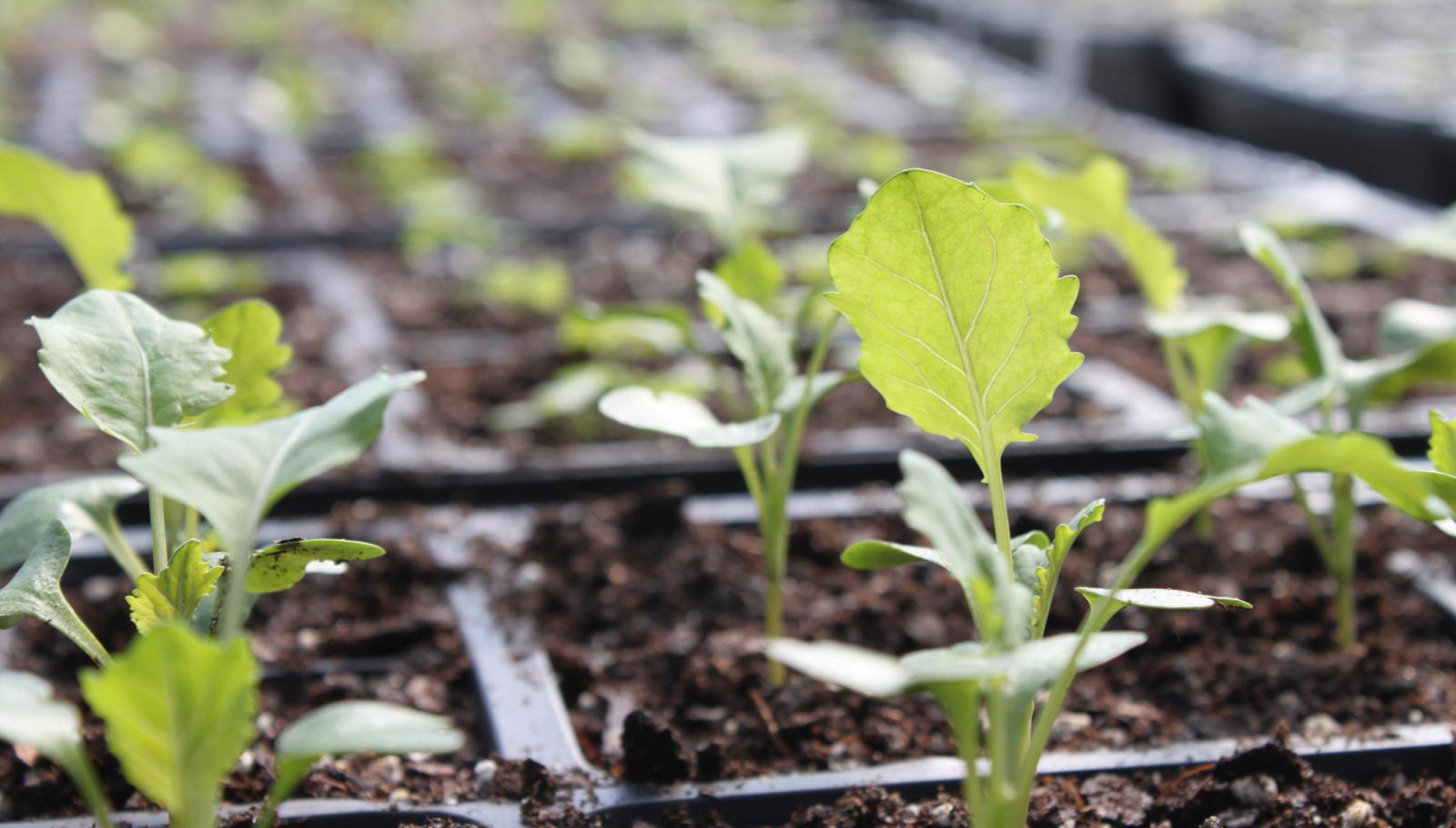 greenhouse plants