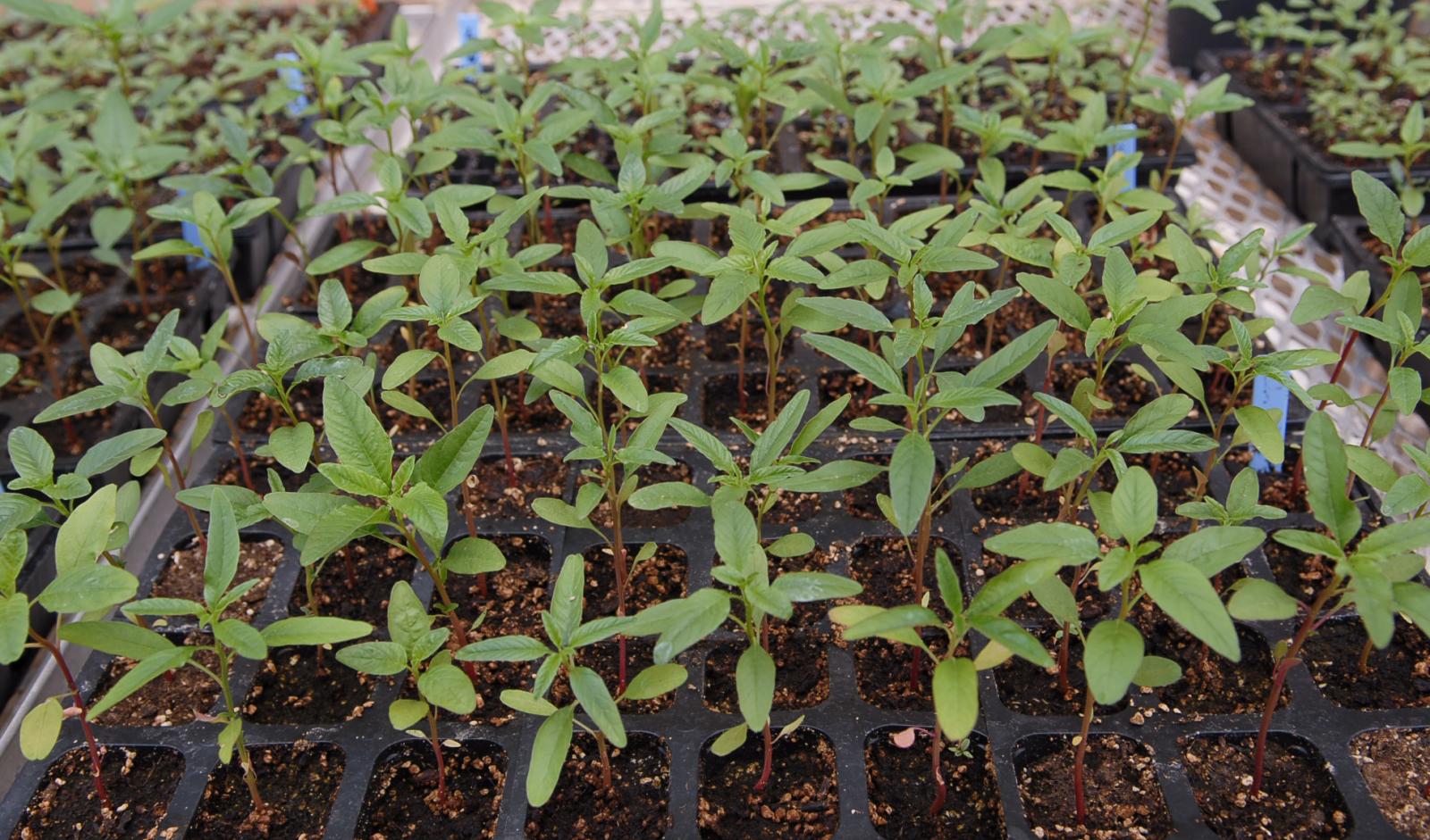 greenhouse plants