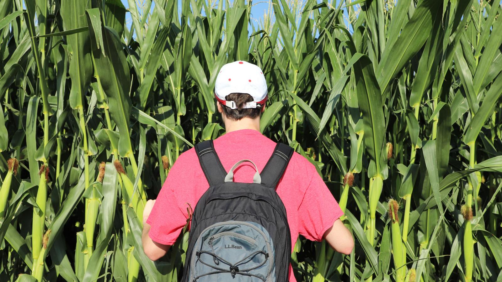 student in corn field