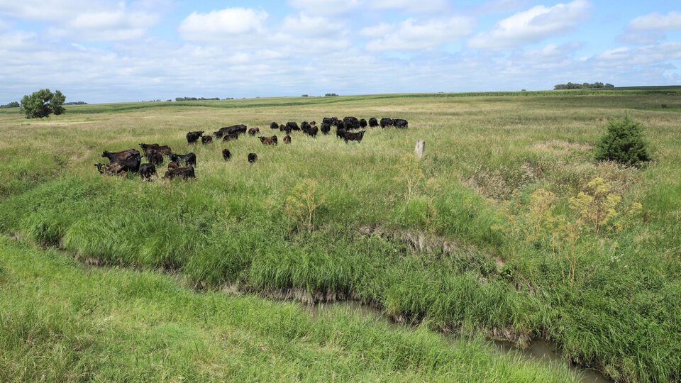 cattle in grasslands