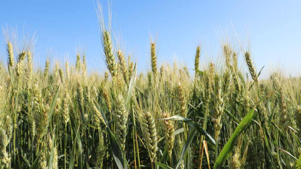 wheat field