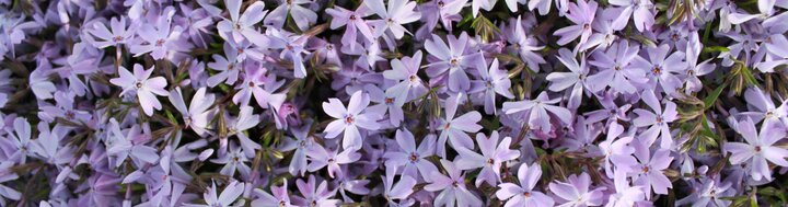 purple flowers