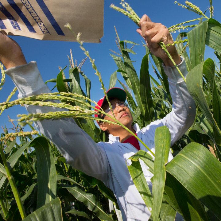 plant breeding