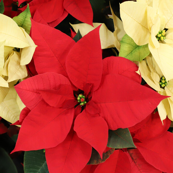 poinsettia
