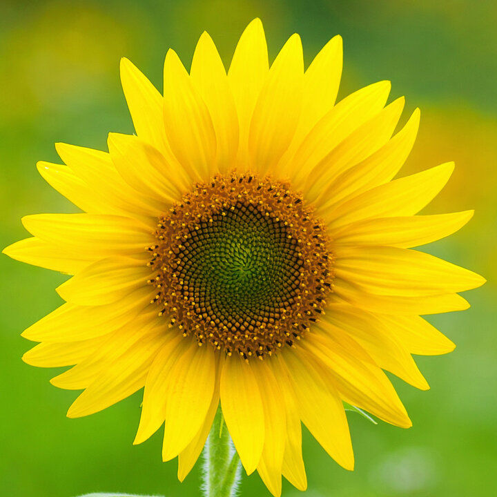 yellow flower