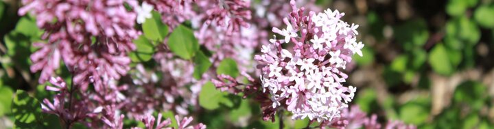 purple flowers