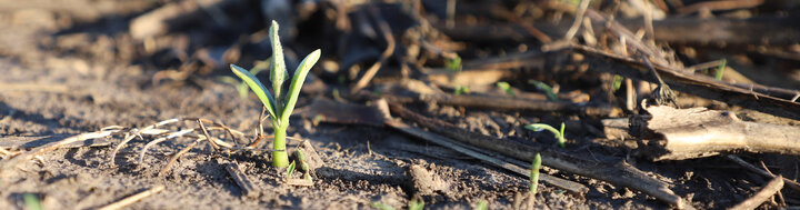 soybean young