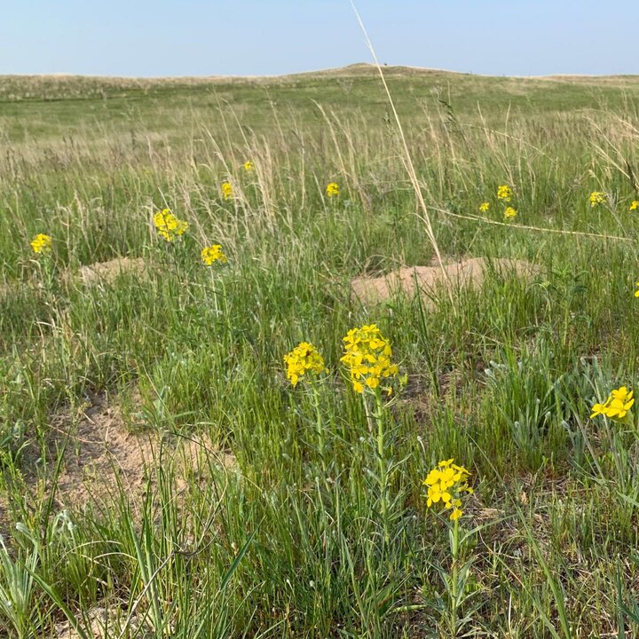 grasslands