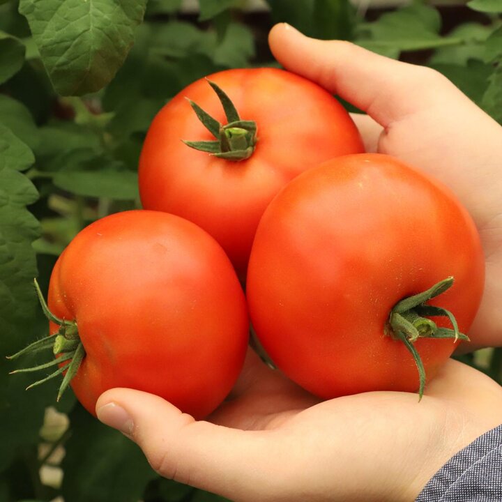 tomatoes