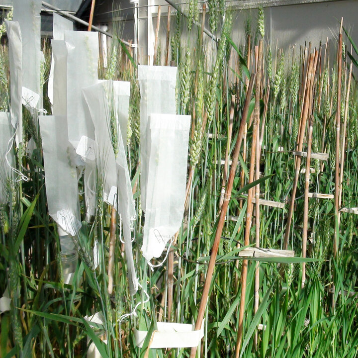 plant breeding