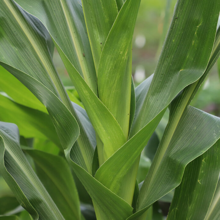 corn
