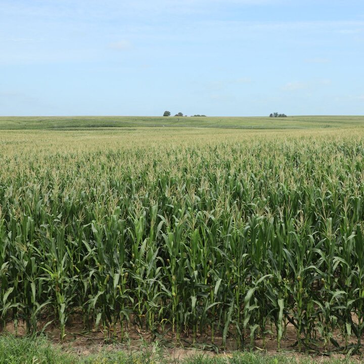 corn field