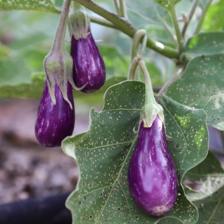 eggplant