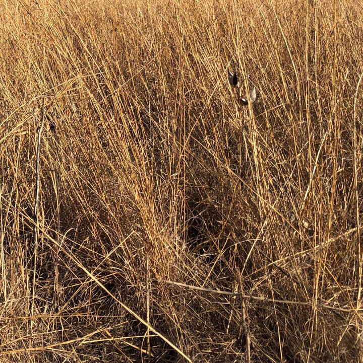 prairie