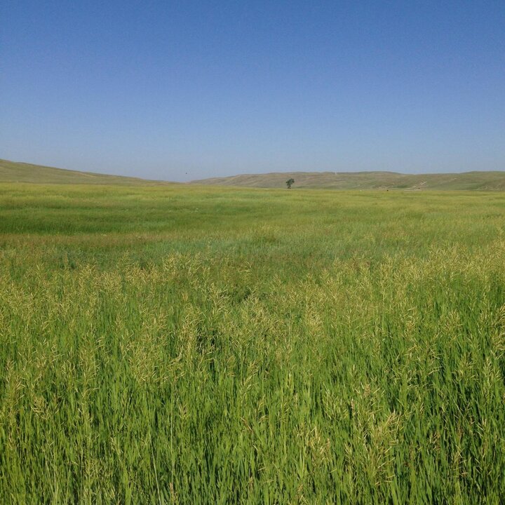 sandhills