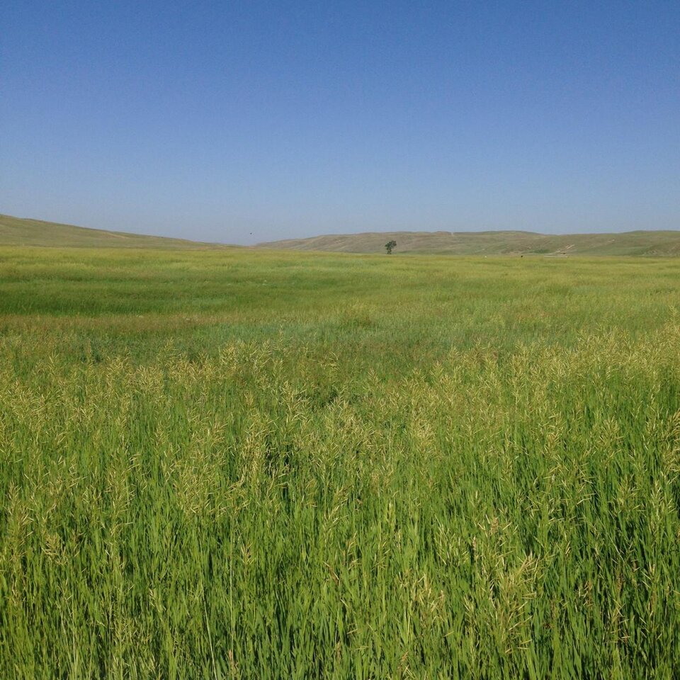 Grassland Management Graduate Certificate AgroHort Online Nebraska